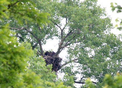 06 09 2009 Can you tell  the parent returned with food