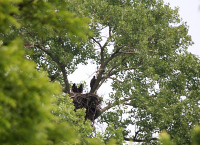 06 09 2009 The oldest likes to perch on this tree limb