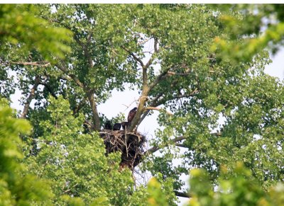 06 10 2009 Parent and eaglets