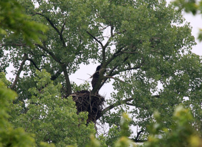 06 11 2009 Parent returning with a large stick 2