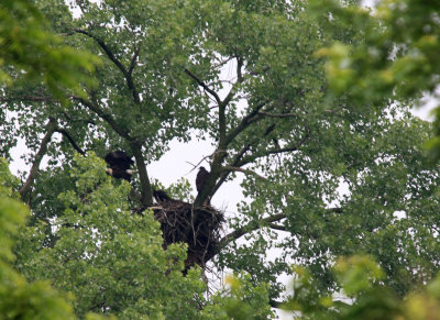 06 11 2009 The parent drops the stick in the nest and imediately departs