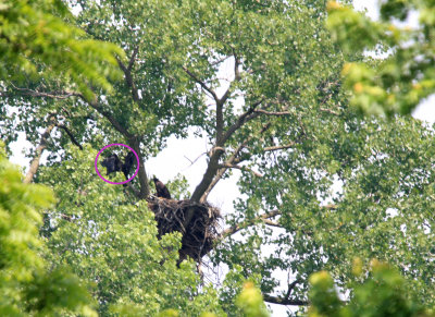06 12 2009 Oldest eaglet  alternating between its favorite high perches