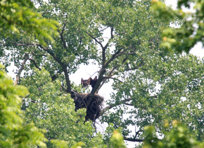06 12 2009 Middle eaglet  gaining altitude