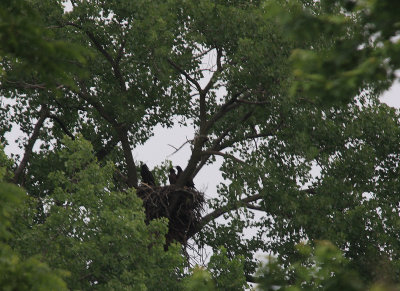 06 14 2009 All three eaglets about the same size now