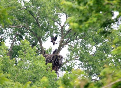 06 15 2009 Oldest flying across the nest as others watch