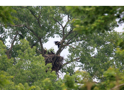 06 16 2009 Parent and siblings remin on nest as oldest moves to branch