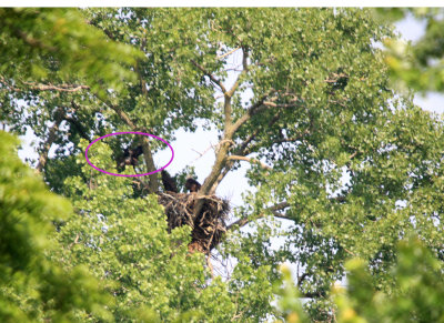 Although I havent seen more than two at any time today I think this is the oldest because of where it is sitting. They can be down in the nest on the far side or behind a limb where you can't see them. In the past at times the nest looked empty but they were all three there. However it may be no 2 and the oldest has fledged but I havent seen it flying around.