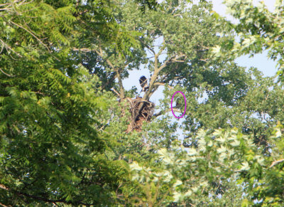 06 18 2009 No 2 now taking a higher perch as no 1 spends most of it's time out on a limb