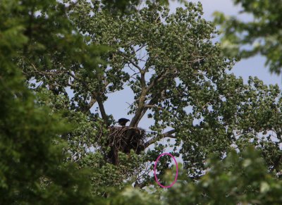 06 19 2009 Ended up down here on a limb not sure it can get back to nest