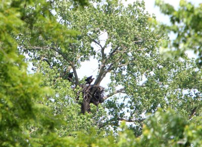 06 19 2009 One eaglet off the nest I think it is no 2  I havent seen all three yet  today