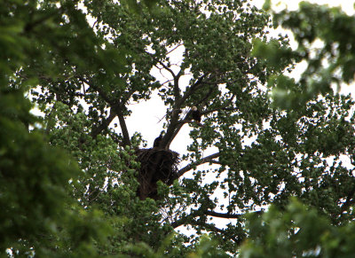 Again today I have only seen two eaglets but none flying around other than a parent. I am leaving earlier than I would like due to thunderstorms and rain in the area. I am anxious to return tomorrow to see the fate of the one out on a limb below the nest and see if I can locate all three It has been difficult with all the leaves providing hiding places.