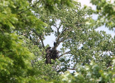06 19 2009 Start of day Parent and two eaglets