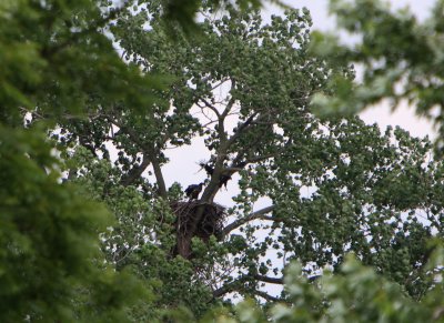 06 19 2009 This confirms this is no 2 he as made several attempts to take this high perch that no 1 normally occupies