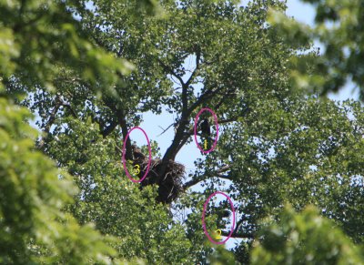 06 20 2009 All present and accounted for  no 2 still stuck on the limb