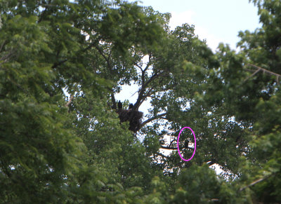 06 20 2009 New position for no 2 hopefully it will get enough courage to atempt a short flight to the nest