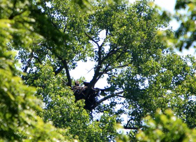 06 20 2009 Oldest one had fledged and is returning to the nest