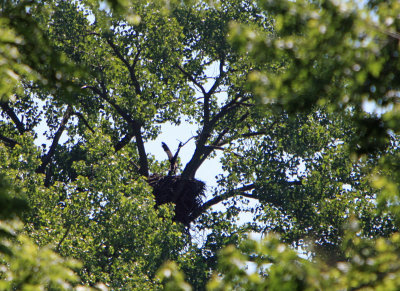 06 20 2009 The youngest exersizing it's wings