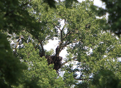 06 22 2009 Only the youngest left in the nest area now   2 down and 1 to fledge