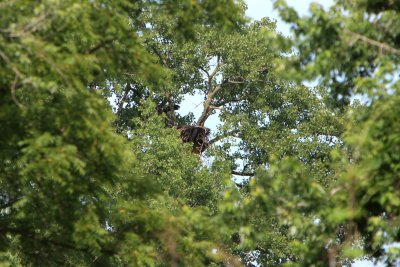 066 24 2009 And getting further away from the nest now