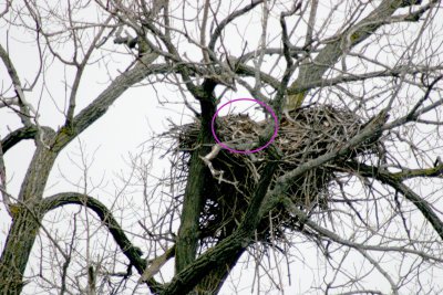 Great Horned Owl  in Eagles nest north of Putnam IILinois  02-06-05