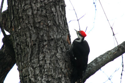 Pileated Woodpecker