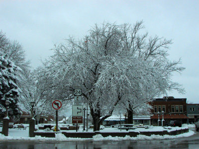 Flocked Trees in the square Washington Illinois