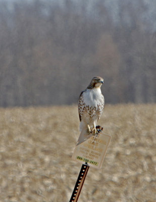 Red-tail Hawk