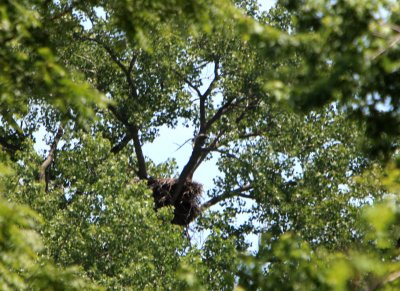 Now that all the eaglets have learned to fly there will only be sporatic activity at the nest. The parents will still provide food at the nest for awhile till the juveniles learn to hunt and fish on their own and will from time to time build and maintain the nest to mark it as theirs and have it for next year. Thanks to all who have returned to this gallery to follow the progress of the eaglets.