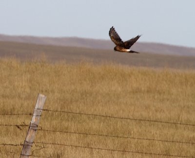 Harris Hawk