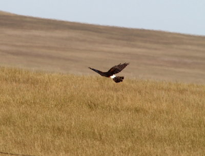 Harris Hawk