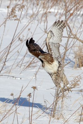 Another Kriders Red-tail Hawk