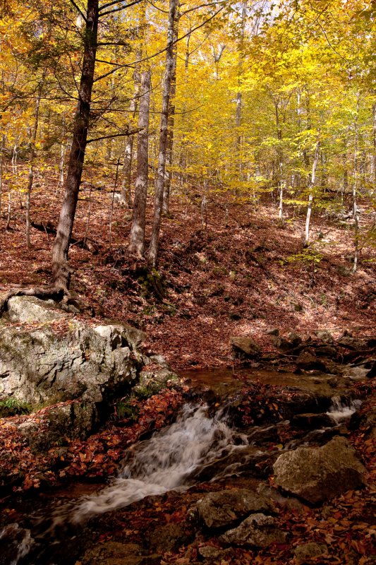 Petit ruisseau / Small Brook (Lauriault Tr.)