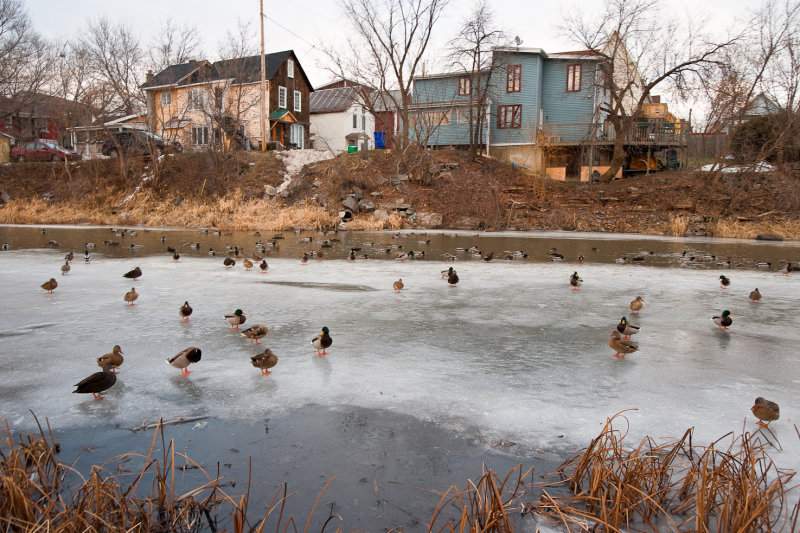 Canards en ville / Ducks in Town