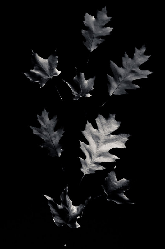 Cest lautomne, elles tombent. / Its Fall, they fall.