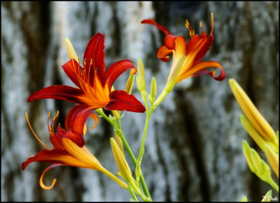 Hmrocalle sur corce/Hemerocallis On Bark