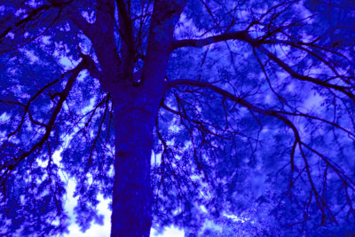 Arbre bleu / Blue Tree