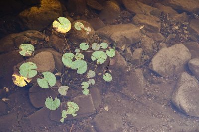Nénuphars / Water Lily