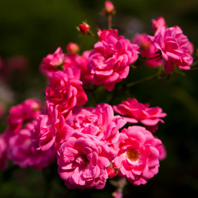 Roses en grappe / Rose Cluster