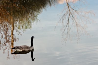 Au lac Mud / At Mud Lake