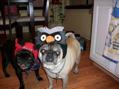 Cricket And Earl