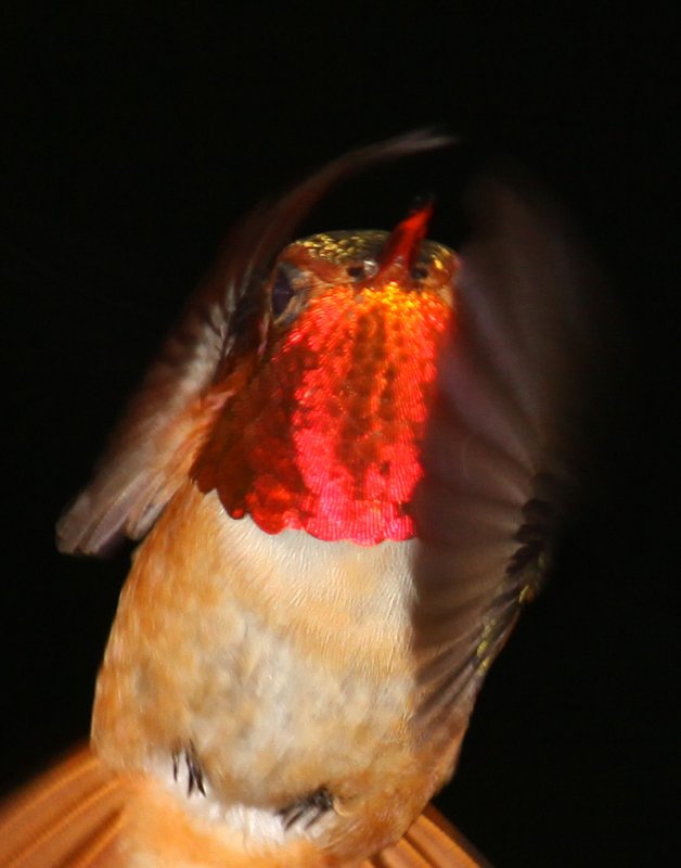 PaPa Berts red headed Rufous