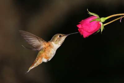 Hummingbird enjoying a red Rose