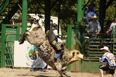 South Douglas Rodeo, Bull Riders 2010