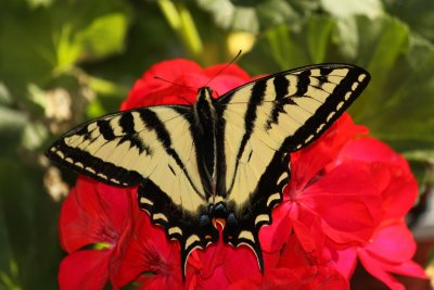 Beautiful Oregon Butterflies