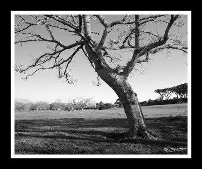 Noordhoek Trees.jpg