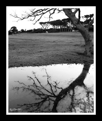 Noordhoek Trees 4.jpg