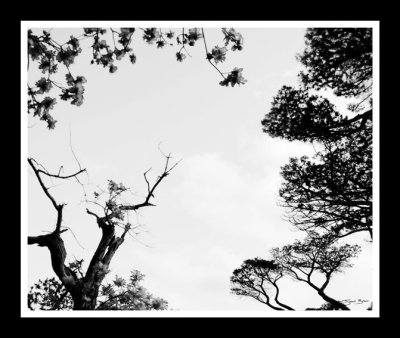 Noordhoek Trees 10.jpg
