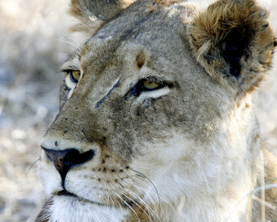 lioness