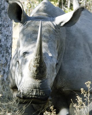 rhino