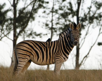 zebra